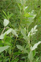 Quercus bivoniana