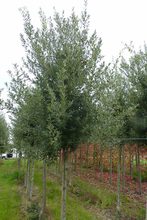 Quercus bivoniana
