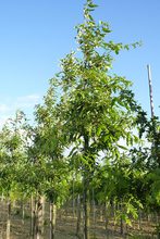 Quercus castanea 'Greenspire'