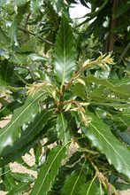 Quercus castanea 'Greenspire'