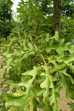 Quercus cerris 'Marmorata'