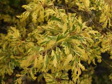 Quercus cerris 'Variegata'