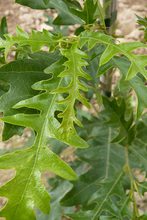Quercus cerris 'Wodan'