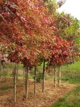Quercus coccinea 'Variegata'