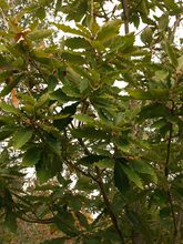 Quercus crispula