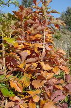 Quercus dentata 'Grandifolia'