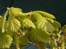 Quercus dentata 'Grandifolia'