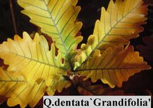 Quercus dentata 'Grandifolia'