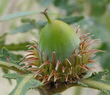 Quercus dentata 'Pinnatifida'