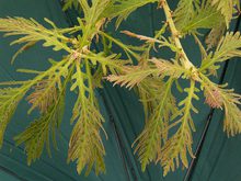 Quercus dentata 'Pinnatifida'