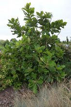 Quercus dentata de Corée