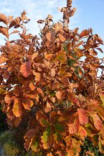 Quercus dentata de Corée