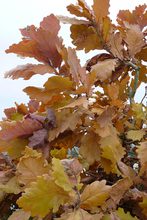 Quercus dentata de Corée