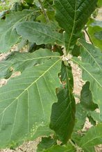 Quercus dentata 'yunnanensis'
