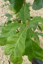 Quercus dentata 'yunnanensis'