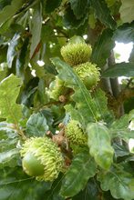 Quercus diversifolia