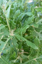 Quercus diversifolia