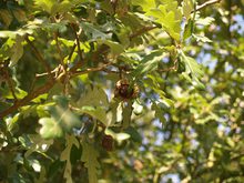 Quercus diversifolia