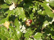 Quercus diversifolia