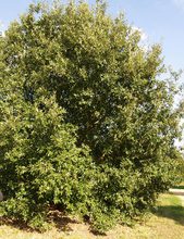 Quercus diversifolia