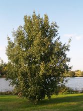 Quercus diversifolia