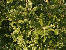 Quercus diversifolia