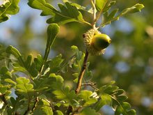 Quercus diversifolia