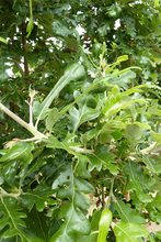 Quercus diversifolia