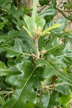 Quercus diversifolia