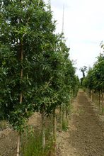 Quercus diversifolia