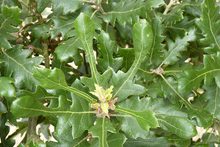 Quercus diversifolia