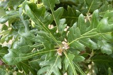 Quercus diversifolia