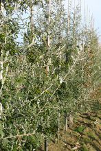 Quercus diversifolia