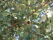 Quercus diversifolia