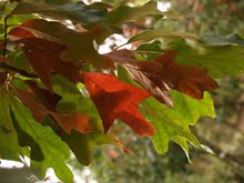 Quercus falcata