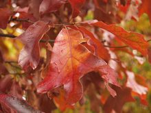 Quercus falcata