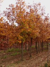 Quercus frainetto