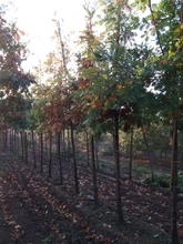 Quercus frainetto