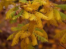 Quercus frainetto