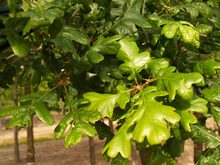 Quercus garryana