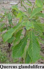 Quercus glandulifera