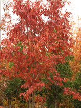 Quercus glandulifera