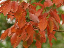 Quercus glandulifera