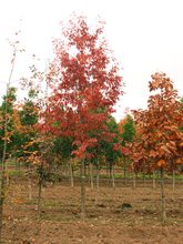 Quercus glandulifera