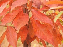 Quercus glandulifera