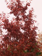 Quercus glandulifera