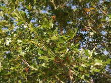 Quercus hastingsii