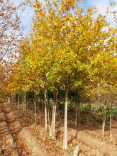 Quercus hastingsii