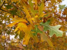 Quercus hastingsii