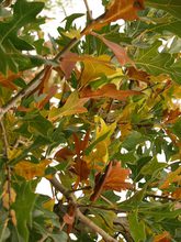 Quercus hastingsii